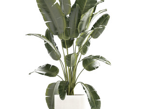 Beautiful Strelitzia banana palm in a flower pot 1242 3D Model
