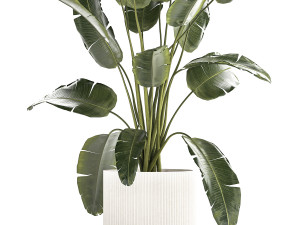Beautiful Strelitzia banana palm in a flower pot 1242 3D Model