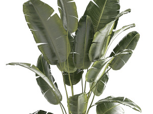 Beautiful Strelitzia banana palm in a flower pot 1242 3D Model