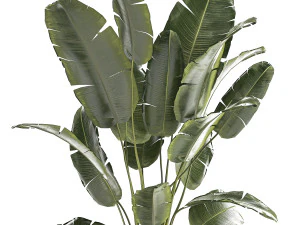 Beautiful Strelitzia banana palm in a flower pot 1242 3D Model