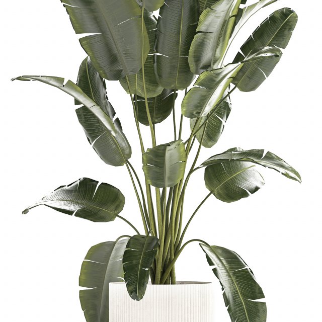 Beautiful Strelitzia banana palm in a flower pot 1242 3D Model in Small ...