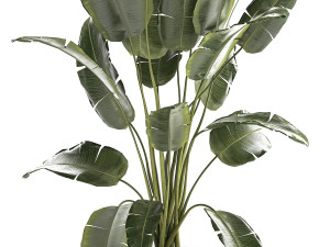 Beautiful Strelitzia banana palm in a flower pot 1242 3D Model