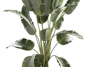 Beautiful Strelitzia banana palm in a flower pot 1242 3D Model
