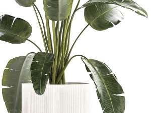 Beautiful Strelitzia banana palm in a flower pot 1242 3D Model