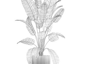 Beautiful Strelitzia banana palm in a flower pot 1242 3D Model