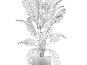 Beautiful Strelitzia banana palm in a flower pot 1242 3D Model
