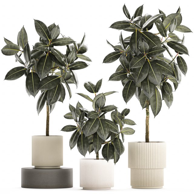 Set of beautiful Ficus elastica trees in flower pots 1243 3D Model .c4d .max .obj .3ds .fbx .stl .blend 