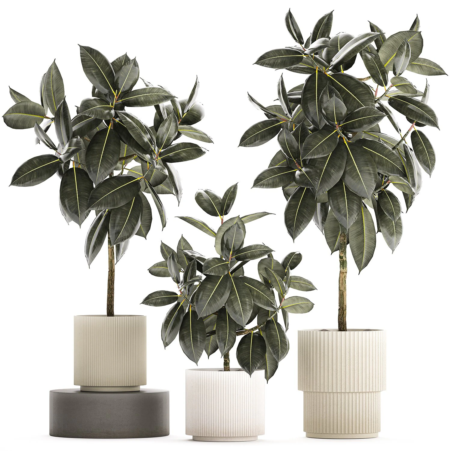 Set of beautiful Ficus elastica trees in flower pots 1243 3D Model .c4d .max .obj .3ds .fbx .stl .blend 