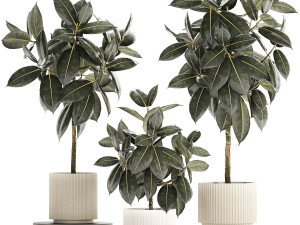Set of beautiful Ficus elastica trees in flower pots 1243 3D Model