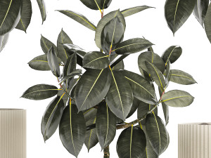 Set of beautiful Ficus elastica trees in flower pots 1243 3D Model