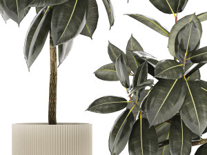 Set of beautiful Ficus elastica trees in flower pots 1243 3D Model