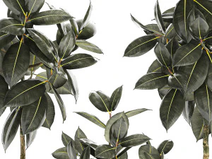 Set of beautiful Ficus elastica trees in flower pots 1243 3D Model