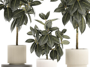 Set of beautiful Ficus elastica trees in flower pots 1243 3D Model