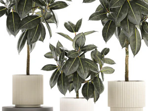 Set of beautiful Ficus elastica trees in flower pots 1243 3D Model