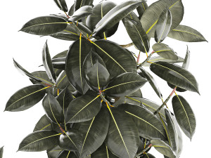 Set of beautiful Ficus elastica trees in flower pots 1243 3D Model