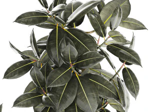 Set of beautiful Ficus elastica trees in flower pots 1243 3D Model