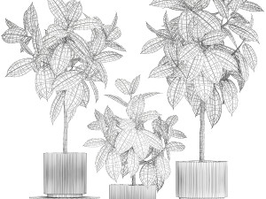Set of beautiful Ficus elastica trees in flower pots 1243 3D Model