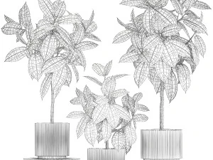 Set of beautiful Ficus elastica trees in flower pots 1243 3D Model