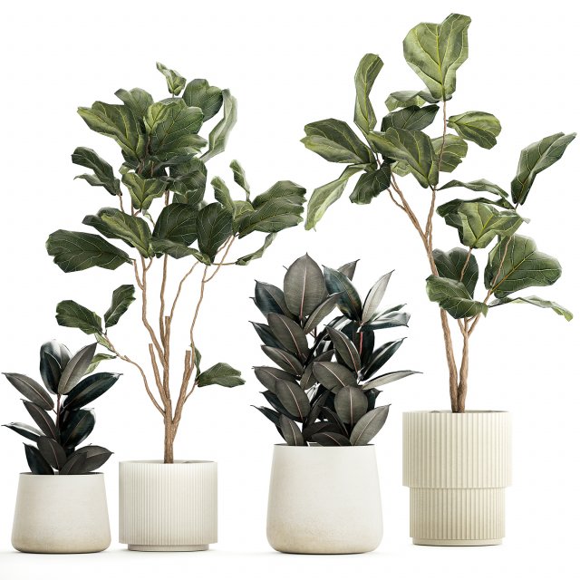 Ficus elastica and Ficus lyrata trees in flower pots 1244 3D Model .c4d .max .obj .3ds .fbx .stl .blend 
