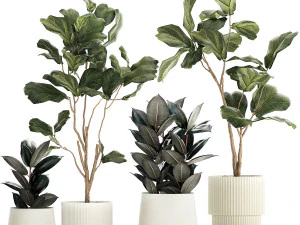 फूलों के गमलों में फ़िकस इलास्टिका और फ़िकस लिराटा के पेड़ 1244 3D मॉडल