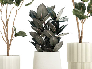Ficus elastica and Ficus lyrata trees in flower pots 1244 3D Model