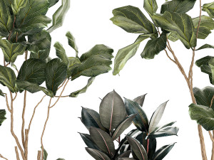 Ficus elastica and Ficus lyrata trees in flower pots 1244 3D Model
