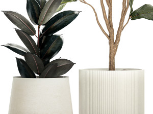 Ficus elastica and Ficus lyrata trees in flower pots 1244 3D Model