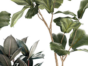 Ficus elastica and Ficus lyrata trees in flower pots 1244 3D Model