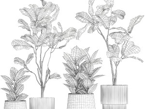 Ficus elastica and Ficus lyrata trees in flower pots 1244 3D Model