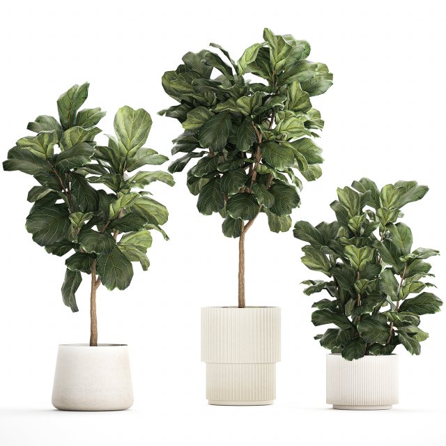 Beautiful Ficus Lyrata Trees In Flowerpots 1245 3D Model .c4d .max .obj .3ds .fbx .stl .blend 