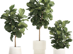 Beautiful Ficus Lyrata Trees In Flowerpots 1245 3D Model