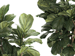 Beautiful Ficus Lyrata Trees In Flowerpots 1245 3D Model