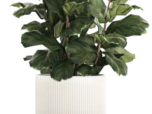 Beautiful Ficus Lyrata Trees In Flowerpots 1245 3D Model