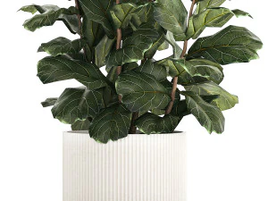 Beautiful Ficus Lyrata Trees In Flowerpots 1245 3D Model