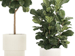 Beautiful Ficus Lyrata Trees In Flowerpots 1245 3D Model
