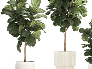 Beautiful Ficus Lyrata Trees In Flowerpots 1245 3D Model