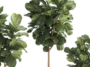 Beautiful Ficus Lyrata Trees In Flowerpots 1245 3D Model