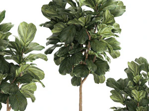 Beautiful Ficus Lyrata Trees In Flowerpots 1245 3D Model