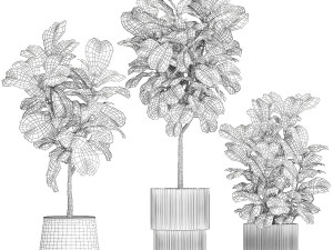 Beautiful Ficus Lyrata Trees In Flowerpots 1245 3D Model