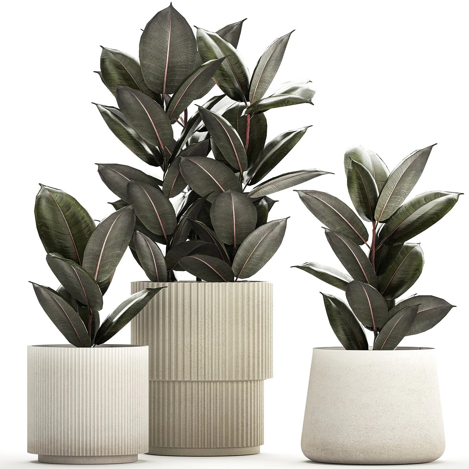 Beautiful Ficus Elastica Trees In Flowerpots 1246 3D Model .c4d .max .obj .3ds .fbx .stl .blend 