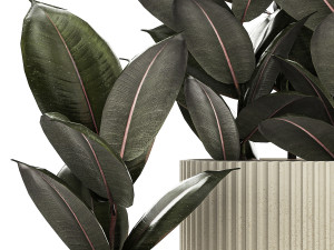 Beautiful Ficus Elastica Trees In Flowerpots 1246 Modèle 3D