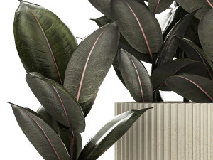 Beautiful Ficus Elastica Trees In Flowerpots 1246 3D Model