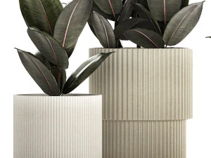 Beautiful Ficus Elastica Trees In Flowerpots 1246 3D Model