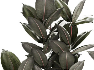 Beautiful Ficus Elastica Trees In Flowerpots 1246 3D Model