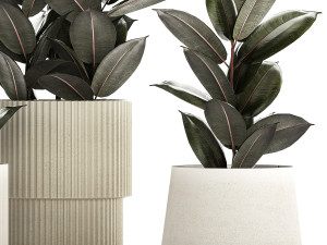 Beautiful Ficus Elastica Trees In Flowerpots 1246 Modèle 3D
