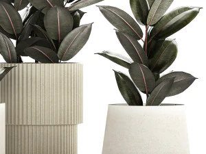 Beautiful Ficus Elastica Trees In Flowerpots 1246 3D Model