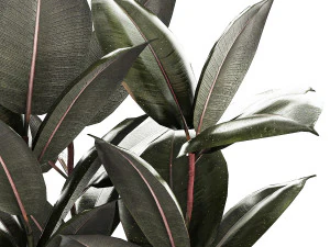 Beautiful Ficus Elastica Trees In Flowerpots 1246 3D Model