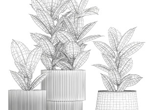 Beautiful Ficus Elastica Trees In Flowerpots 1246 Modèle 3D