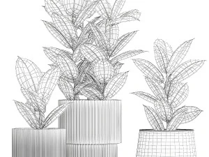 Beautiful Ficus Elastica Trees In Flowerpots 1246 3D Model