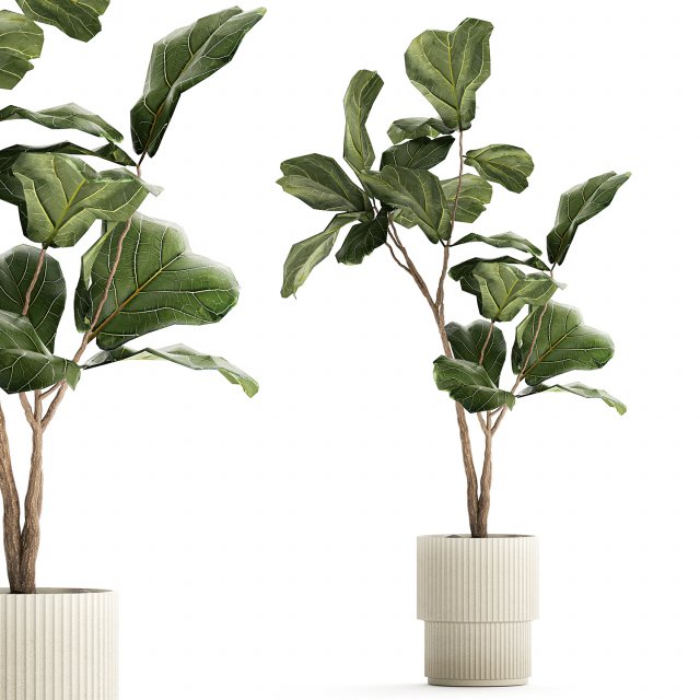 Beautiful Ficus lyrata tree in a flower pot for decoration 1247 3D Model .c4d .max .obj .3ds .fbx .stl .blend 